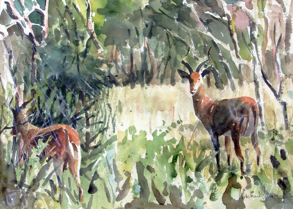 Startled impala